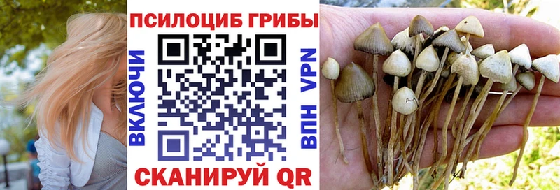 купить закладку  Малгобек  Псилоцибиновые грибы Cubensis 